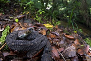 Atheris barbouri