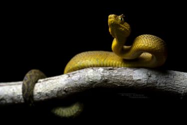 Atheris matildae