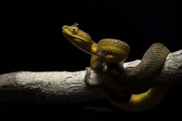 Atheris matildae