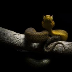 Atheris matildae