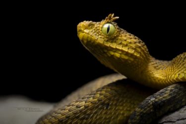 Atheris matildae