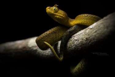 Atheris matildae