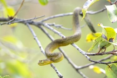 Atheris matildae