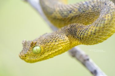 Atheris matildae