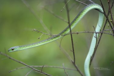 Philothamnus angolensis