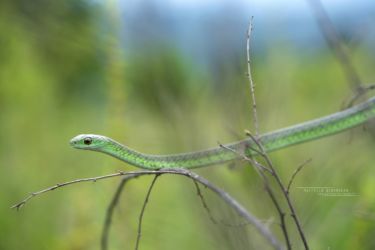 Philothamnus angolensis