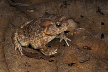 Sclerophrys gutturalis