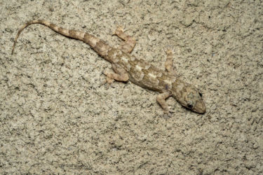 Hemidactylus platycephalus