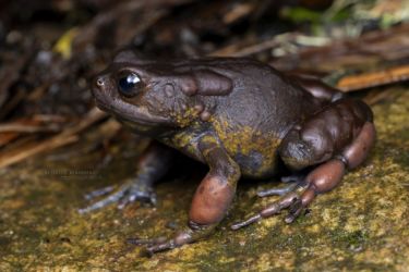 Nectophrynoides viviparus