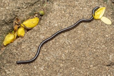 Leptotyphlops merkeri