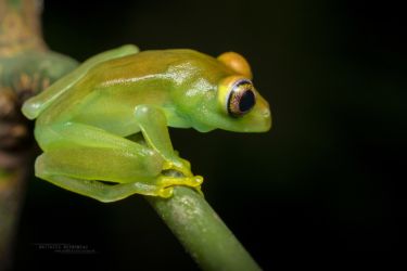 Leptopelis grandiceps