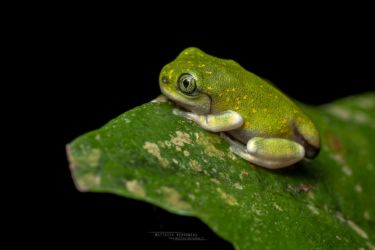 Leptopelis flavomaculatus