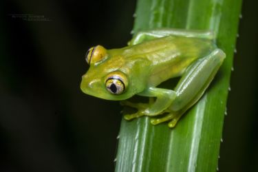 Leptopelis grandiceps