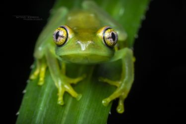 Leptopelis grandiceps