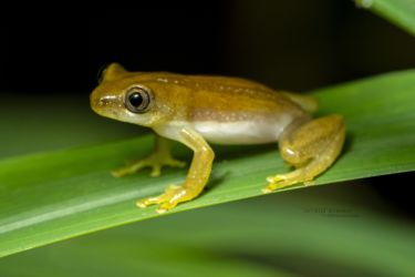 Afrixalus cf. stuhlmani