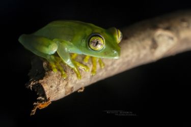 Leptopelis grandiceps