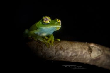 Leptopelis grandiceps