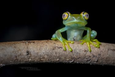 Leptopelis grandiceps