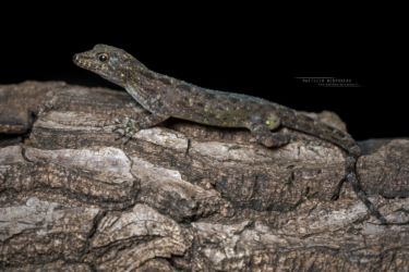 Ancylodactylus barbouri