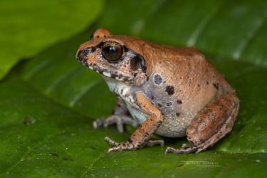 Arthroleptis stenodactylus