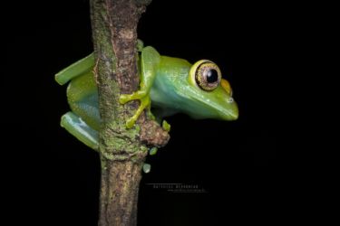 Leptopelis grandiceps