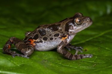 Hylambates maculatus