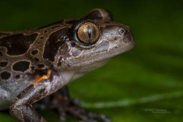 Hylambates maculatus