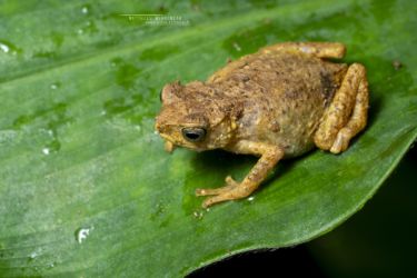 Nectophrynoides tornieri