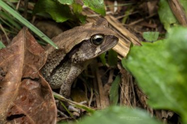 Sclerophrys brauni