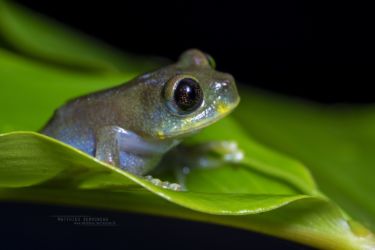 Leptopelis ulugurensis