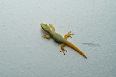 Phelsuma dubia