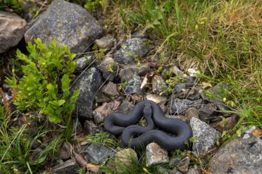 Vipera seoanei