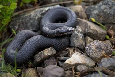 Vipera seoanei
