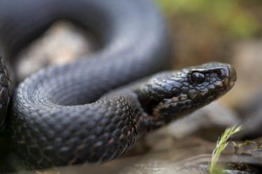 Vipera seoanei