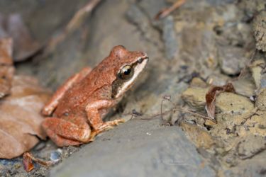 Rana pyrenaica