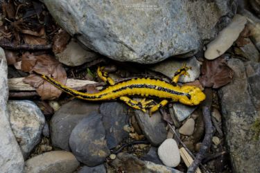 Salamandra salamandra fastuosa