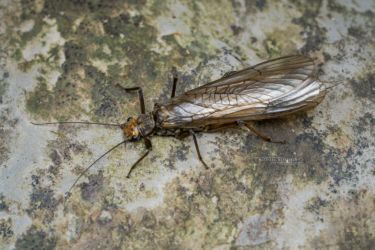 Dinocras cephalotes