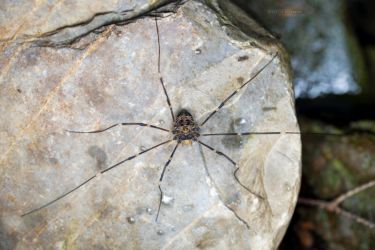 Gyas titanus