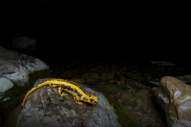 Salamandra salamandra fastuosa