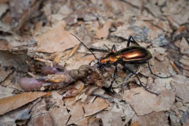 Carabus splendens