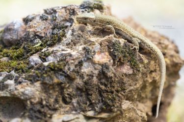 Podarcis muralis
