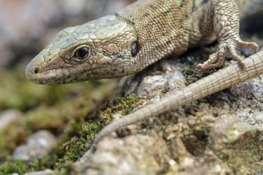 Podarcis muralis