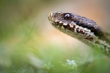 Vipera seoanei