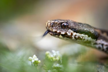Vipera seoanei