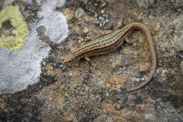 Zootoca vivipara louislantzi