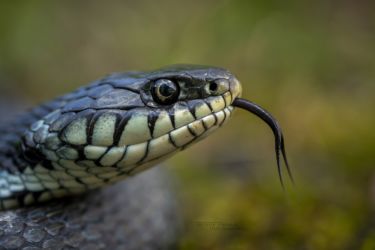 Natrix helvetica