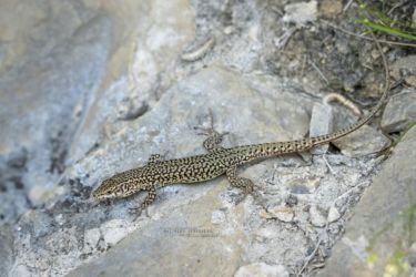 Podarcis liolepis