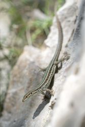 Podarcis liolepis