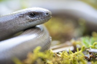 Anguis fragilis