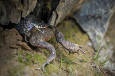 Natrix helvetica
